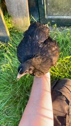 Ayam cemani henne en hanen, Dieren en Toebehoren, Pluimvee, Mannelijk, Kip