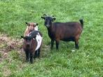 Diverse dwerggeitjes te koop, Dieren en Toebehoren, Schapen, Geiten en Varkens, Vrouwelijk, Geit