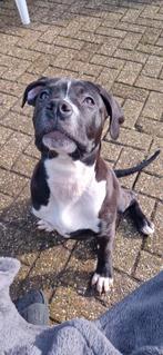 Amerikaanse stafford pup, 15 weken tot 1 jaar, Eén hond, Nederland, Particulier