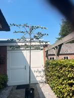 Leilinde , Leiamberbomen, leibeuk enzv, Tuin en Terras, Planten | Bomen, Ophalen of Verzenden