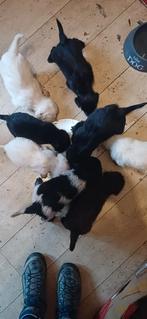 Geweldig om baasje te worden van deze schattige puppy's!!!!, Rabiës (hondsdolheid), Overige rassen, 8 tot 15 weken, Meerdere