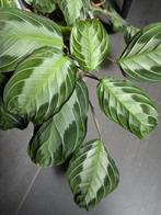 Diverse soorten Marantha, Ophalen of Verzenden, Halfschaduw, Minder dan 100 cm