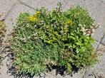 Diverse trays sedum, Tuin en Terras, Planten | Tuinplanten, Ophalen, Bodembedekkers, Volle zon, Vaste plant