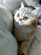 Brits korthaar Poesje -Golden shaded, gesteriliseerd, stamb., Poes, Met stamboom