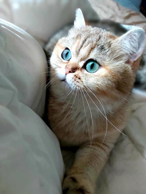 Brits korthaar Poesje -Golden shaded, gesteriliseerd, stamb., Dieren en Toebehoren, Katten en Kittens | Raskatten | Korthaar, Poes