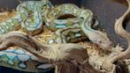 Super Dwarf retic, Slang