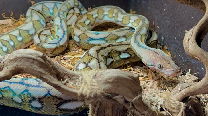 Super Dwarf retic, Dieren en Toebehoren, Reptielen en Amfibieën, Slang, 0 tot 2 jaar