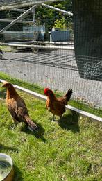 Friese goudpel hanen groot, Dieren en Toebehoren, Pluimvee, Mannelijk, Kip