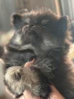 pomeriaan, Parvo, Overige rassen, 8 tot 15 weken, Meerdere