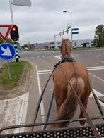 Vanaf maart weer plek voor betuigen, reserveer nu, Dieren en Toebehoren
