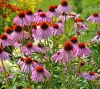 Zaden Echinacea . Rode zonnehoed, Ophalen of Verzenden, Voorjaar, Volle zon, Zaad
