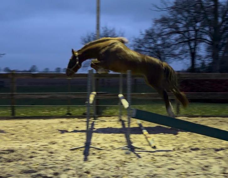 3,5 jarige spring merrie, Dieren en Toebehoren, Paarden, Merrie, Onbeleerd, 170 tot 175 cm, 3 tot 6 jaar, Springpaard, Met stamboom
