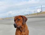 Dekreu Rhodesian Ridgeback, prachtige reu met stamboom, Rabiës (hondsdolheid), Reu, 1 tot 2 jaar, Meerdere