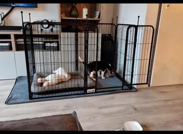 Puppyren beschikbaar voor biedingen