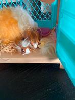 Speelgoed Cavia's met Huis, Ophalen, Zo goed als nieuw, Overige typen