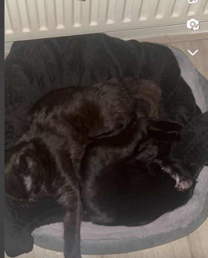 kat op te halen, Dieren en Toebehoren, Katten en Kittens | Raskatten | Korthaar, Meerdere dieren, Gechipt, Ontwormd, Ingeënt