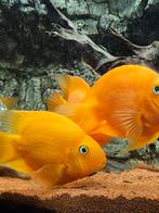 6 papegaai chicliden, Vis