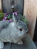 mooie kleurdwerg chinchilla ram, Dieren en Toebehoren, Konijnen, Mannelijk, Dwerg