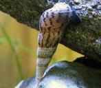 Torenslakken, Dieren en Toebehoren, Ophalen