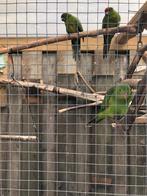 Kakariki's, Dieren en Toebehoren, Vogels | Parkieten en Papegaaien, Meerdere dieren, Parkiet