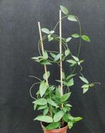 dischidia punctata, Overige soorten, In pot, Minder dan 100 cm, Bloeiende kamerplant