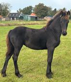 Prachtig Fries Merrie- en hengstveulen, Dieren en Toebehoren, Paarden, Merrie, 0 tot 2 jaar