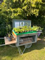 Moestuinplantjes, Tuin en Terras, Ophalen, Volle zon, Groenteplanten, Eenjarig