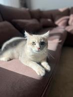 Britse korthaar ( Golden Shaided), Dieren en Toebehoren, Katten en Kittens | Raskatten | Korthaar, Kater, Gechipt, 0 tot 2 jaar