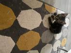 kleine grijze kat, Dieren en Toebehoren, Katten en Kittens | Raskatten | Korthaar, Geslacht onbekend