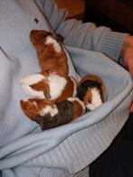 Jonge cavia beertjes/mannetjes, Cavia, Mannelijk, November, Tam