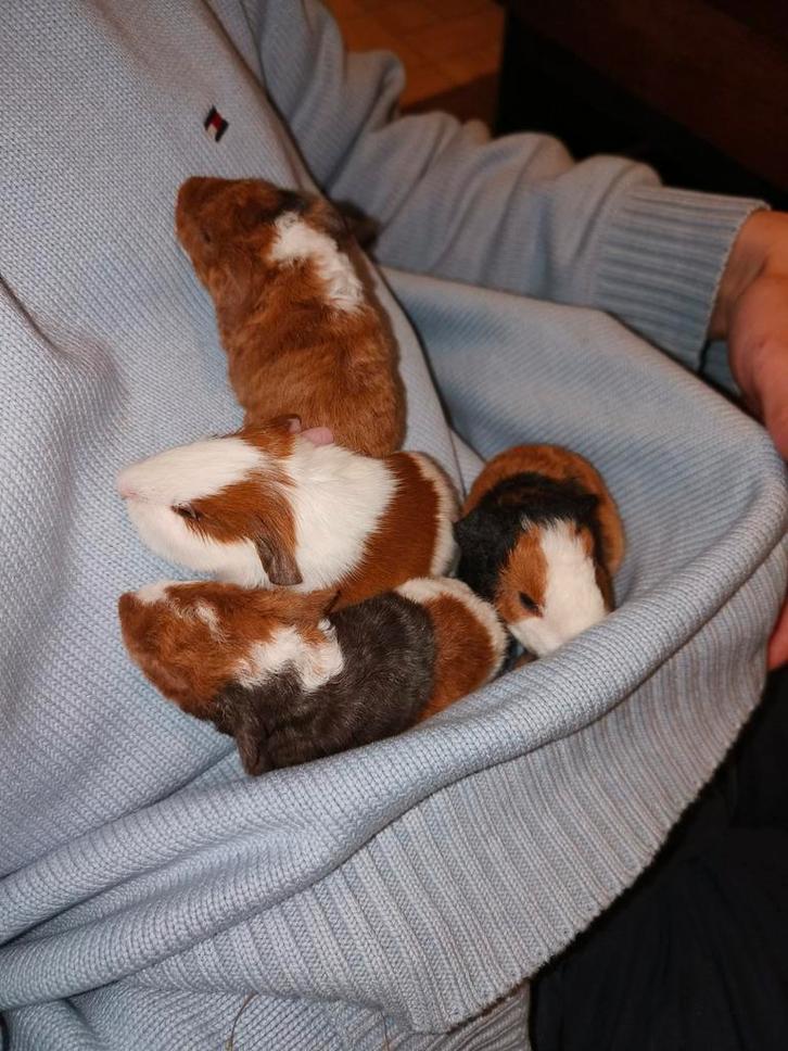 Jonge cavia beertjes/mannetjes, Dieren en Toebehoren, Knaagdieren, Mannelijk, Cavia, November, Tam