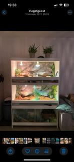 Baardagamen inclusief stelling 3 terrarium, Dieren en Toebehoren, Ophalen, Gebruikt, Terrarium of Paludarium