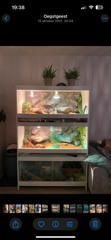 Baardagamen inclusief stelling 3 terrarium, Dieren en Toebehoren, Reptielen en Amfibieën | Toebehoren, Gebruikt, Terrarium of Paludarium