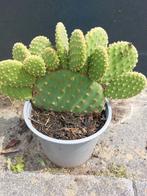 Schijfcactus Konijnenoor - Prachtige kamerplant, Tuin en Terras, Bloempotten, Rond, Nieuw, Ophalen of Verzenden, Balkon