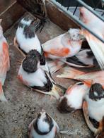 t.k. zeer mooie koppels portugese harlekijn kanaries 2024, Dieren en Toebehoren, Vogels | Kanaries, Meerdere dieren, Kleurkanarie