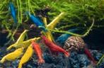 Garnalen mix, Dieren en Toebehoren, Vissen | Aquariumvissen, Kreeft, Krab of Garnaal