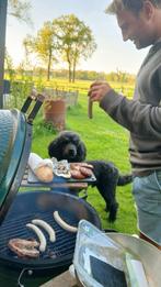 Honden uitlaatservice / katten, vissen e.d. voeren/verzorgen, Dieren en Toebehoren, Ophalen of Verzenden, Zo goed als nieuw