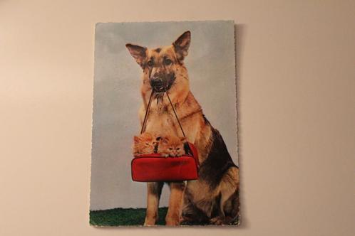 Postkaart - Duitse Herders Hond met 2 Kitten, Katten, Italie, Verzamelen, Ansichtkaarten | Dieren, Gelopen, 1960 tot 1980, Hond of Kat