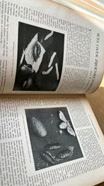 Maandblad op de hoogte 1909 mode militairen zuide rups ivoor, Ophalen of Verzenden, Gelezen