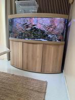 Aquarium Juwel Rio 450, Ophalen, Zo goed als nieuw, Gevuld zoetwateraquarium