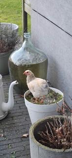 4 Wyandotte kuikens, Dieren en Toebehoren, Geslacht onbekend, Kip