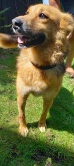 OLLIE GEZELLIGE SPEELSE REU, ZOEKT WANDELMAATJE, IS IN NL, 6 jaar of ouder, Particulier, Rabiës (hondsdolheid), Reu