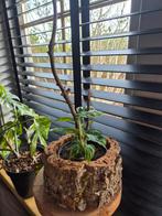 Monstera adansonii incl. Kurkpot, Huis en Inrichting, Kamerplanten, Overige soorten, Minder dan 100 cm, Groene kamerplant, Halfschaduw
