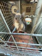 Eekhoorns Japanse Lissen., Maart, Meerdere dieren