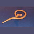 Vintage houten Cobra slang , flexibele houten slang., Ophalen of Verzenden