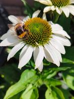 Echinacea white swan zaden, Ophalen of Verzenden, Voorjaar, Volle zon, Zaad