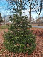 Nog één grote  Nordmann kerstboom, Tuin en Terras, Planten | Bomen, Bloeit niet, Overige soorten, 250 tot 400 cm, Ophalen