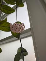 hoya carnosa met crimson queen, Huis en Inrichting, Kamerplanten, Ophalen, Overige soorten, 100 tot 150 cm