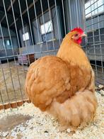 Gezocht! Raszuivere cochinkriel haan, Buff kleur, Dieren en Toebehoren, Mannelijk, Kip