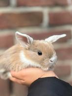 Nhd baby konijnen, kruising, Dieren en Toebehoren, Mannelijk, Klein, 0 tot 2 jaar, Hangoor